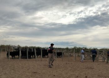 Mendoza ya logra retener unos 40 mil terneros gracias al avance del feedlot y la siembra de pasturas bajo riego