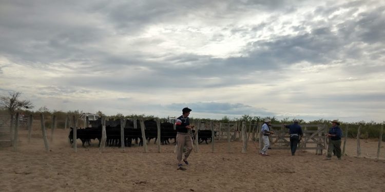 Mendoza ya logra retener unos 40 mil terneros gracias al avance del feedlot y la siembra de pasturas bajo riego