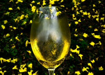 Fernando Brys produce hidromiel en Misiones: “Creamos un modelo nuevo para áreas tropicales y subtropicales”