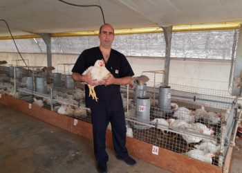 Para reemplazar los antibióticos, el INTA Pergamino realiza ensayos con probióticos en pollos