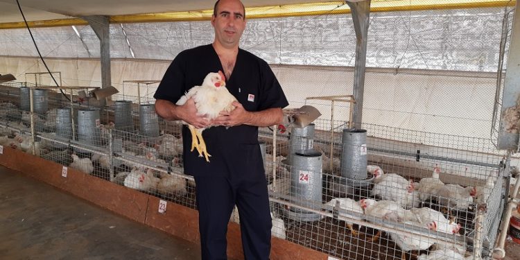 Para reemplazar los antibióticos, el INTA Pergamino realiza ensayos con probióticos en pollos