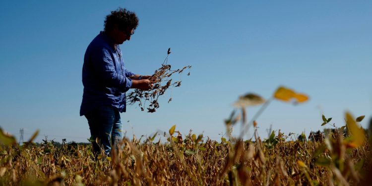 ¿Ganancias extraordinarias? Estos son los números reales de un productor que alquila un campo en Pergamino