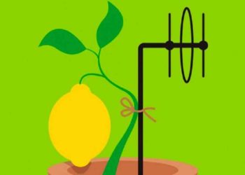 Internet de las plantas: Prueban con antenas en limones y estaciones FM para determinar su humedad