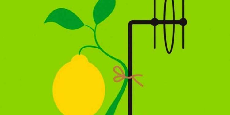 Internet de las plantas: Prueban con antenas en limones y estaciones FM para determinar su humedad