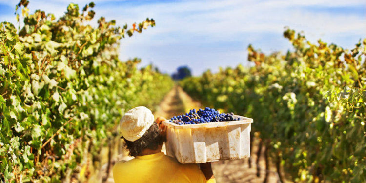Vendimia 2020: El Gobierno ofrecerá créditos con tasa bonificada del 20% para financiar gastos de cosecha y acarreo de uva
