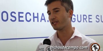 Advertencia de la Bolsa de Cereales: Más de la mitad del maíz sembrado podría no llegar a cubrir los costos del productor