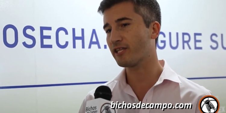 Advertencia de la Bolsa de Cereales: Más de la mitad del maíz sembrado podría no llegar a cubrir los costos del productor