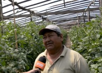 Juan Carlos Varas tuvo que abandonar 1,5 hectáreas de cebolla por falta de agua para riego: “Ahí, la tengo, llena de yuyos”