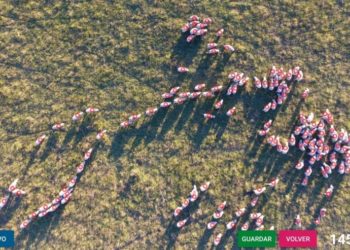 En Uruguay inventaron una App para poder contar ovejas a campo utilizando un drone