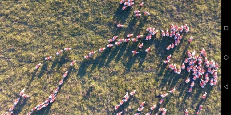 En Uruguay inventaron una App para poder contar ovejas a campo utilizando un drone