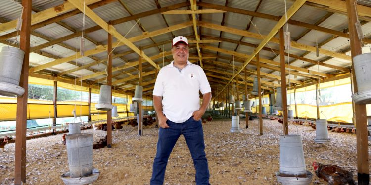 Darío Ortiz no sabía nada sobre pollos, pero montó la primera granja orgánica certificada del país