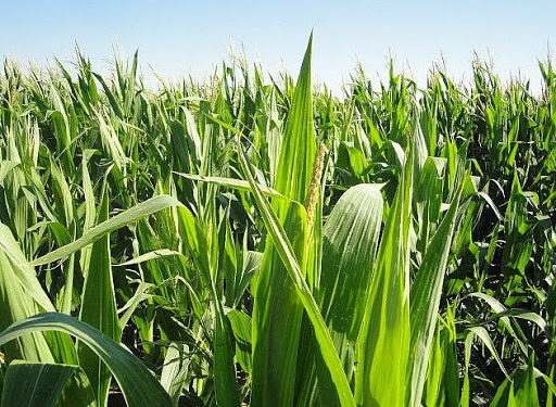Maíz en zonas semiáridas: Un estudio muestra que la siembra del cereal en el sudoeste bonaerense se quintuplicó