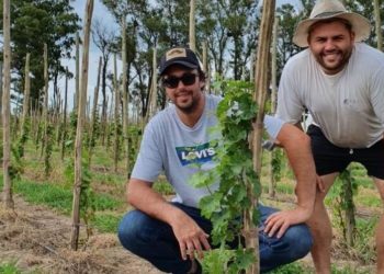 Arteaga tiene el primer viñedo de Santa Fe: Sembraron 3.100 plantas para producir 3.100 botellas en un pueblo de 3.100 habitantes