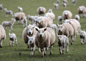 Después de Japón, China habilitó el ingreso de carne ovina patagónica