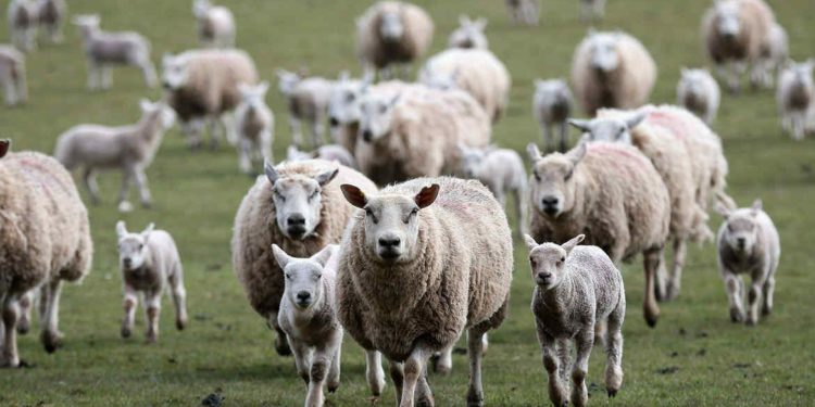Después de Japón, China habilitó el ingreso de carne ovina patagónica