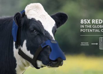 Dos hermanos argentinos parecen haber inventado la solución a la contaminación de las vacas: una máscara que transforma el metano en CO2 y agua