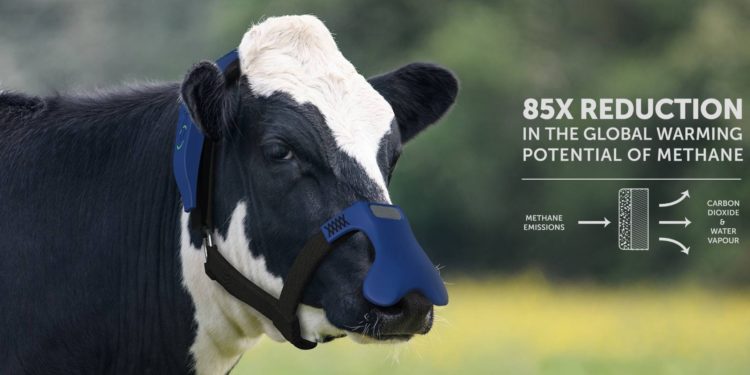 Dos hermanos argentinos parecen haber inventado la solución a la contaminación de las vacas: una máscara que transforma el metano en CO2 y agua