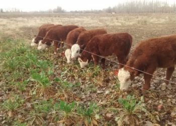 Una dieta hortícola para rumiantes: El INTA ensaya en Río Negro la terminación de novillos con remolacha