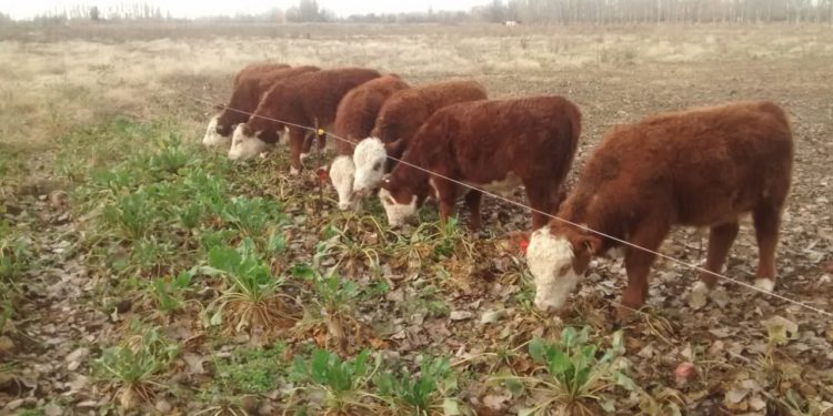 Una dieta hortícola para rumiantes: El INTA ensaya en Río Negro la terminación de novillos con remolacha