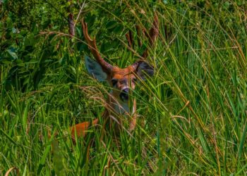 La filial argentina de Arauco logró certificar que sus bosques son un buen hábitat para los ciervos y el yaguareté
