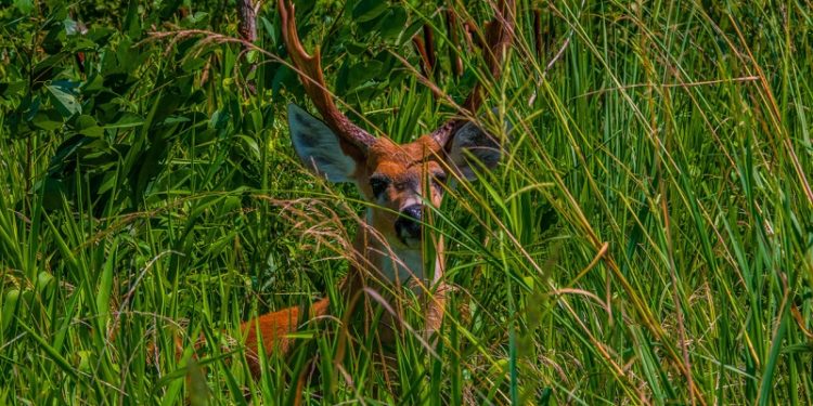 La filial argentina de Arauco logró certificar que sus bosques son un buen hábitat para los ciervos y el yaguareté