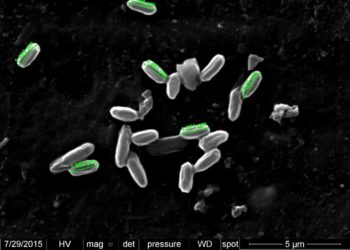 Científicos argentinos aislan una bacteria de suelo que degrada biomasa y serviría para la industria del bioetanol