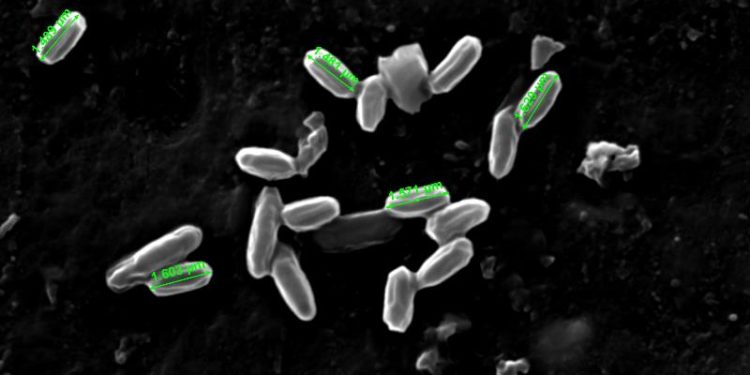 Científicos argentinos aislan una bacteria de suelo que degrada biomasa y serviría para la industria del bioetanol