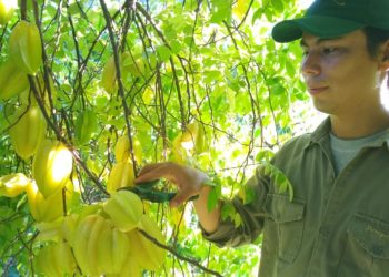 Raros cultivos nuevos: La carambola, una fruta estrellada que se abre paso en el norte argentino