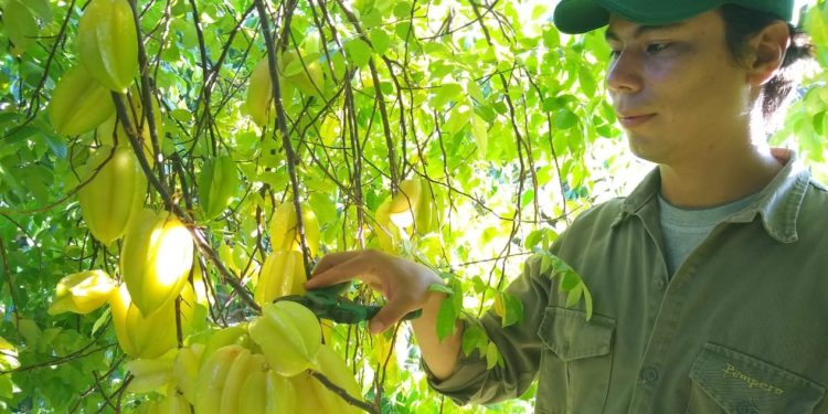 Raros cultivos nuevos: La carambola, una fruta estrellada que se abre paso en el norte argentino