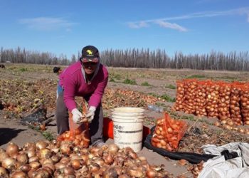 Del MTE de Grabois a los Sin Tierra de Brasil: El sueño de los pequeños productores de exportar su propia cebolla