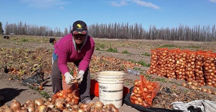 Del MTE de Grabois a los Sin Tierra de Brasil: El sueño de los pequeños productores de exportar su propia cebolla