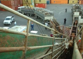 Hugo Estavillo defiende la exportación de ganado en pie desde Uruguay: “Teníamos un oligopolio que manejaba los precios”