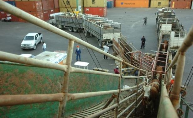 Hugo Estavillo defiende la exportación de ganado en pie desde Uruguay: “Teníamos un oligopolio que manejaba los precios”