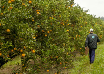 Encuentran HLB en una plantación de naranjas en Monte Caseros