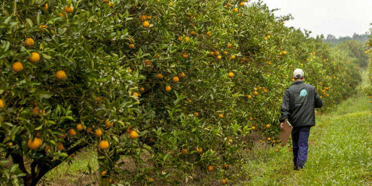 Encuentran HLB en una plantación de naranjas en Monte Caseros