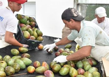 Temporada de mangos: Desde Formosa mandaron al mercado unas 300 toneladas de esa fruta tropical