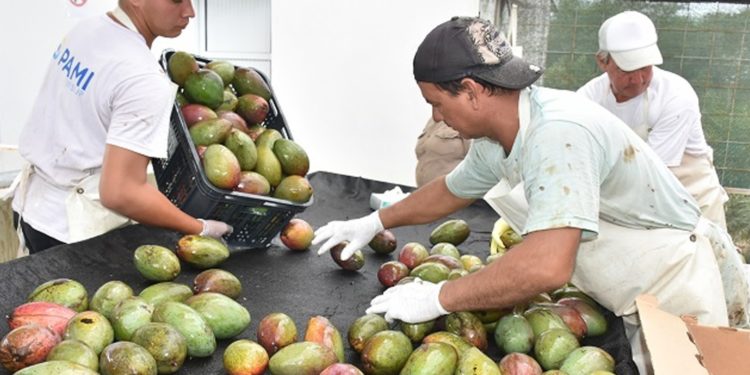 Temporada de mangos: Desde Formosa mandaron al mercado unas 300 toneladas de esa fruta tropical