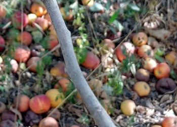 Tiembla el Alto Valle: Otra vez Brasil encontró Carpocapsa en un cargamento de fruta argentina