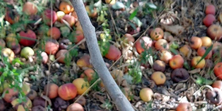 Tiembla el Alto Valle: Otra vez Brasil encontró Carpocapsa en un cargamento de fruta argentina