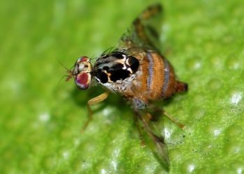 Las moscas no siempre son molestas: La Argentina las manda “volando” a Marruecos para combatir las plagas