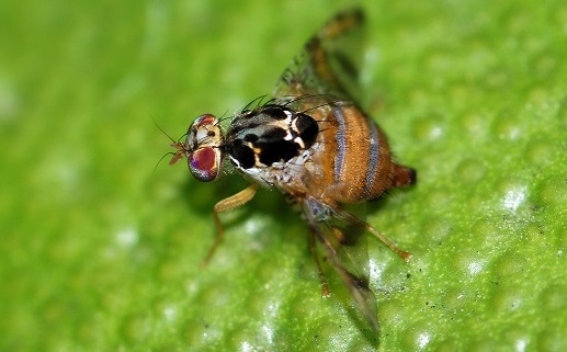 Las moscas no siempre son molestas: La Argentina las manda “volando” a Marruecos para combatir las plagas