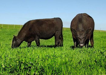 El Senasa desactivó una bomba que había dejado Ricky Negri y prorrogó la obligación de inscribir campos para Cuota Hilton