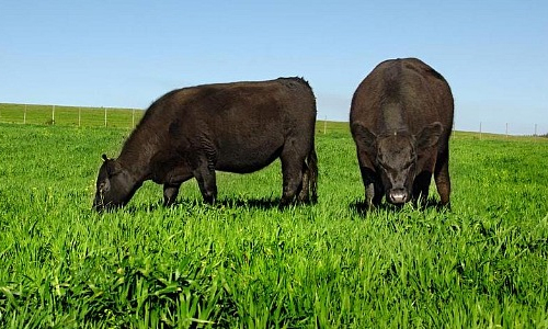 El Senasa desactivó una bomba que había dejado Ricky Negri y prorrogó la obligación de inscribir campos para Cuota Hilton