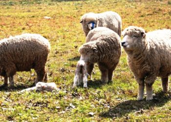 Tiempo de ovinos: buscan prolongar la Ley de recuperación por otros 10 años,  y reinstalar el precio de referencia