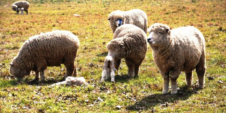 Tiempo de ovinos: buscan prolongar la Ley de recuperación por otros 10 años,  y reinstalar el precio de referencia