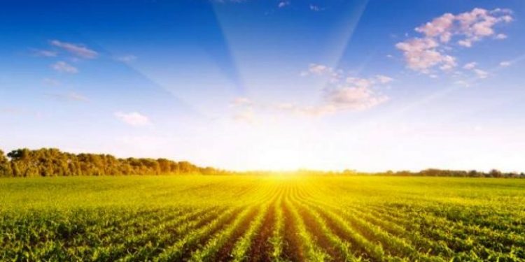 El peso del agro en 2018: 55% de las exportaciones, 11% del empleo y el 10% del PBI