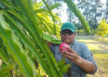 Raros cultivos nuevos: La pitaya se investiga en Formosa desde 2012 y ahora está en búsqueda de productores que se le animen