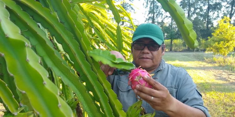 Raros cultivos nuevos: La pitaya se investiga en Formosa desde 2012 y ahora está en búsqueda de productores que se le animen