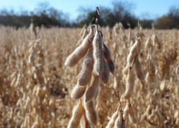Jorge Scoppa, de la Federación de Contratistas, anticipa un año a cara de perro para negociar el servicio de cosecha con los productores