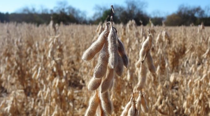 Jorge Scoppa, de la Federación de Contratistas, anticipa un año a cara de perro para negociar el servicio de cosecha con los productores